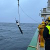 地球浮游植物的生物量约为3.46亿吨 相当于2.5亿头大象