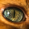 一种以猫眼为模型的新型视觉系统增强了机器人的视觉能力