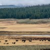 湖泊沉积物中发现黄石公园2300年前的大型食草动物