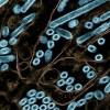 美感染禽流感人数可能远超官方统计 CDC呼吁扩大检测范围