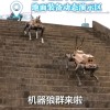 中国造出机器狼群兵器：头狼、射手、辅助 多角色协同作战