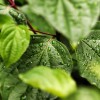Science：防御还是生长 - 植物如何分配资源