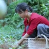 李子柒为何依然重要？