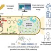 科学家成功生产出可取代PET的微生物塑料