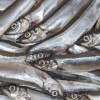 科学家在挪威观察到鳕鱼吞食数百万条毛鳞鱼