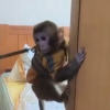 女子救下猕猴养半年 自然资源局：涉嫌违法