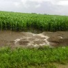 美国的土壤危机：磷在狂风暴雨中不断被消耗
