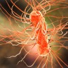 科学家推出新型抗生素对抗耐药性超级细菌