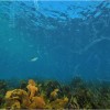 研究揭示海洋浮游生物无法跟上全球变暖的步伐