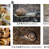 伤口修复的福音来了：法国餐桌上的蜗牛不但好吃而且“好用”