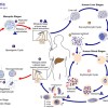 科学家成功实现通过蚊虫叮咬施打疫苗