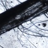 科学家们设计出玻璃植物根铸模 可用于实验室培育器官