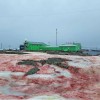 南极雪地突然变红，出现诡异“血雪” 到底怎么回事？