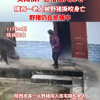 濒危保护到横行霸道，野猪怎么突然多起来了？