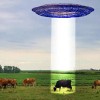 美国神秘屠牛事件：上万头牛器官“凭空消失” 没有血迹伤口平整