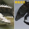独居16年，不用交配，它生了一个孩子