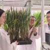 浙大8年研发神奇大米：稳血糖、降血脂