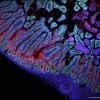 人类细胞图谱（HCA）的最新研究增进了我们对人类生物学和健康的了解