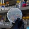 土壤的秘密网络：微生物如何共享资源？