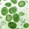 科学家在远古细菌中发现类似无线电编码的通讯方式