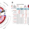 科学家发现COVID-19致命细胞因子风暴背后隐藏的诱因