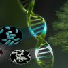 新发现的基因能增强植物光合作用 提高植株高度