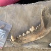 古代骨头揭示了人类与狗之间1.2万年前的友谊