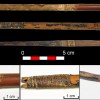 7000年前弓弦和箭的发现揭开了新石器时代射箭的秘密