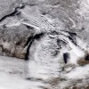 令人惊叹的卫星照片显示五大湖被大雪覆盖