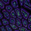 科学家正尝试利用AI开发世界上第一个虚拟人类细胞