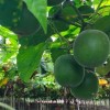 甜度是蔗糖的300倍但热量极低 这种宝藏果子糖尿病人也能吃