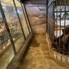 全球最孤独的动物：这只大猩猩独囚商场36年 主人声称3000万可赎身
