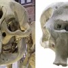 猛犸象最后的抵抗：有8只被困孤岛 持续繁衍6000年 直到3650年前才灭绝