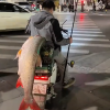 男子钓到56斤鳡鱼：绑电动车上绕城炫耀5小时