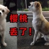 小米宠物员工“樱桃”在银川走失 官方发布悬赏：最高酬谢3000元