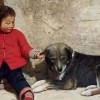 人类可以被驯化吗？智人历史上至少被驯化过2次才变成今天这样