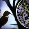 从鸟类到人类 隐性突变如何引爆H5N1病毒危机