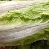 大白菜上的小黑点是什么：和肥料有关、但吃无妨