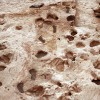 150万年前的足迹显示两种人类祖先意外共存