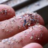 科学家发现流行海产品中的微塑料含量