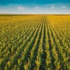 美国玉米种植正在改变中西部的天气模式