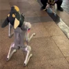 机器狗遇柴犬“两狗”互相拜年 网友：和看见终结者没区别