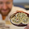 真菌电池：一种需要喂养而非充电的新型电源
