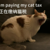 美国网友涌入小红书交“猫税”：话题笔记已超3000篇