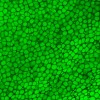 科学家发现一种骨骼组织类型 超级稳定、柔软、富有弹性