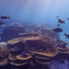 由于气候变化与人为压力 大堡礁上的生物正经历重大变化