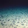 偶然发现的海底“暗氧”引发争议和新探险