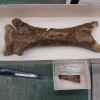 7600万年类似鳄鱼的食肉动物以飞行与爬行动物为食