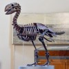 古生物学家发现4500万年前极为罕见的冠恐鸟兽化石