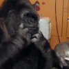 一只大猩猩学会了手语，还和一个喜剧演员互动成为朋友 这是真的吗？